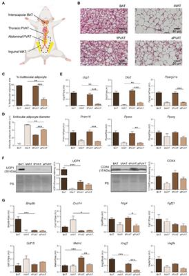 A Differential Pattern of Batokine Expression in Perivascular Adipose Tissue Depots From Mice